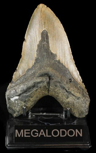 Bargain, Megalodon Tooth - North Carolina #48898